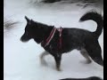 Prinz im Schnee, Sonnenwende 2009
