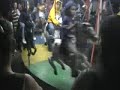 una vuelta en la rueda de caballitos(alejandrito)