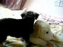 Puppy Bite Soft Toy