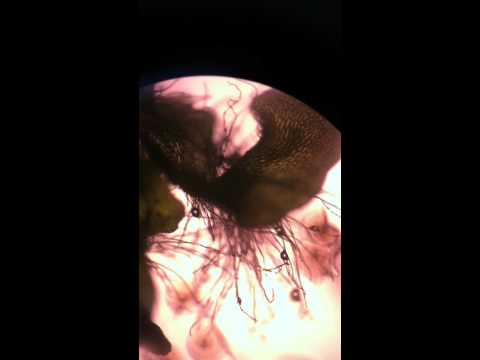 how to fertilize sword ferns