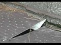 Diamond Back Gutter Covers - Pine Needles