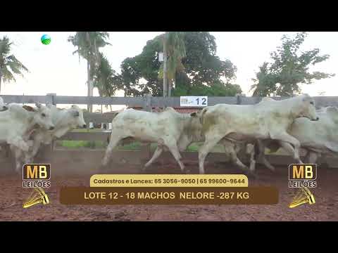 548� LEIL�O VIRTUAL MB LEIL�ES
