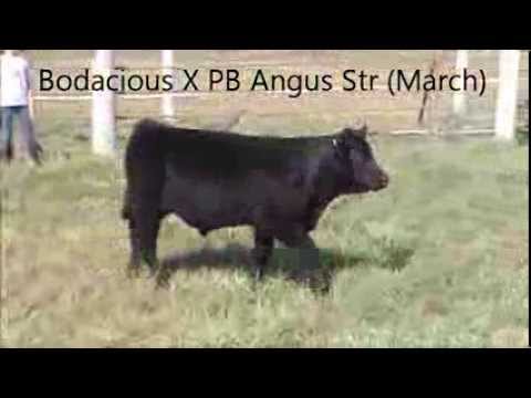 BODaciousX -