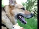 Three-Legged Jerry Dog Rambles On Three-Legged Jerry Dog Rambles On