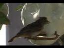 Human Head Bird Feeder 2 Human Head Bird Feeder 2