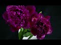 4K TimeLapse Blooming peony2 (New species)シャクヤク開花 シャクヤク