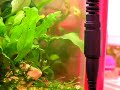 Dwarf Puffer 9