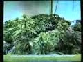 CULTIVO INTERIOR BROTES CULTIVO INTERIOR BROTES