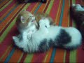 Charlie + kittens: spelen en knuffelen