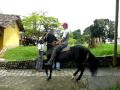 BOHEMIO DEL LIBANO - Paso Fino Colombiano