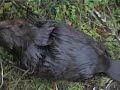 Beaver trapping 1