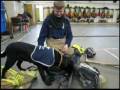 videos de Sydney at the Firehall