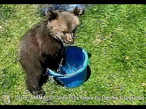 Grizzly Bear