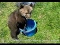 Funny Bear Cub Tries To Swim In Bucket Of Water - animals, bear, cub, grizzly, water, funny