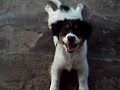 Shirra e Wii