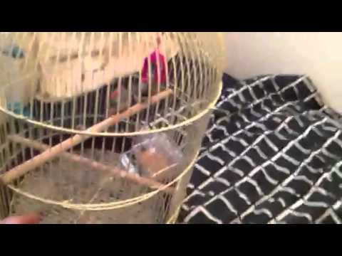 how to train zebra finch