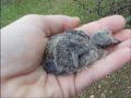 Adoption - A Dove Story Adoption - A Dove Story