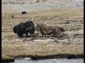 Yak fight Yak fight