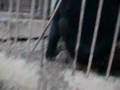 videos de Bear Cub in Temple Zoo