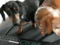 videos de Dogbook Movie: Treadmill