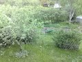 Garden time-lapse