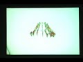 うまい棒-umaibo