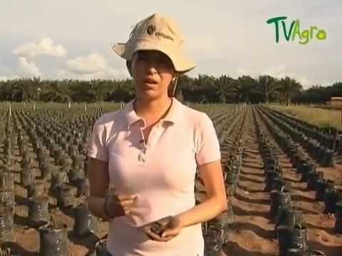 cultivo de caucho - Introduccion Indupalma El cultivo del caucho brinda una gran oportunidad para el desarrollo agrícola de varias regiones de Colombia, debido a su creciente de...