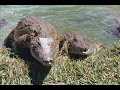 malwi05movie.wmv malwi05movie.wmv