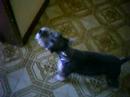 Niso, o cachorro que fala!!