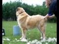 Central Asian Shepherd vs the Furminator 1 of 3