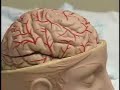 Trigeminal Neuralgia - from KCPQ-TV13 Seattle by Lara Yamada