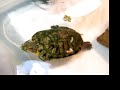 our turtle Mr. T eating turtle stix