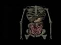 Digestive System