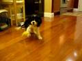 videos de Wrigley at 4 months