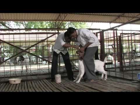 Nimbkar Boer Goat Farm 7 : Health & Diseases