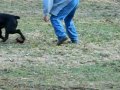 Alcor Cane Corso's Demeter and Bear due to have huge, beautiful Cane Corso puppies from one of the top Cane Corso Breeders in Spring 2011.
