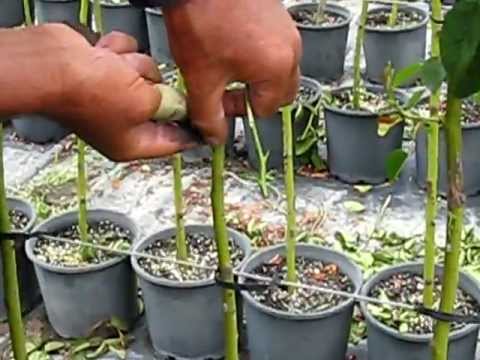 how to transplant roses from a cutting