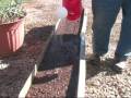 Onion Update - Vegetable Garden