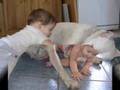 Dogo Argentino video