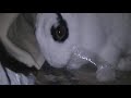 Destructive Bunny gets caught = )
