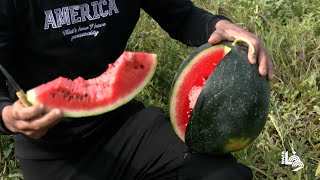 مزارعون يقطفون البطيخ في بيت لاهيا شمال قطاع غزة