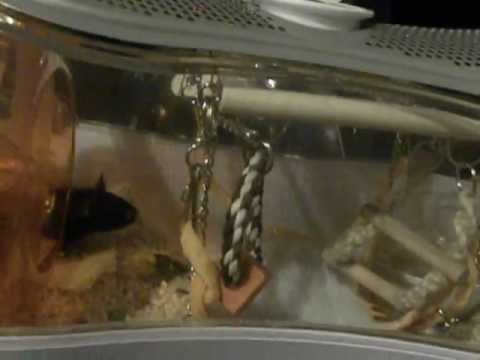 how to attach water bottle to zoozone