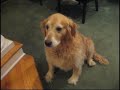 Playing Catch with Ginger