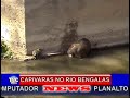 anta no rio bengalas,com marcos medeiros