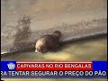 anta no rio bengalascom marcos medeiros
