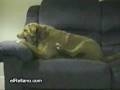 videos de Perro gilipollas