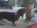 Dachshund Dog Fight! Dachshund Dog Fight!