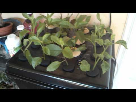 how to take care of gynura procumbens