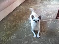 chihuahua tricks by moxie, www.moxiedog.com