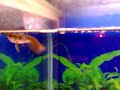 Arowana 1 Arowana 1